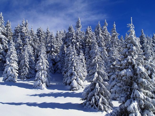 Südharz Urlaub im Winter, Wald