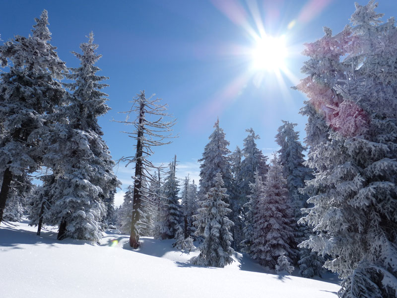 Südharz Urlaub im Winter, Wald, Schnee